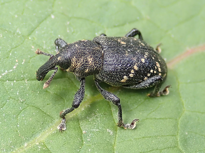 Curculionidae: Liparus ??  No, Hylobius abietis